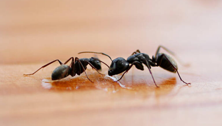 Kenapa Sperma Dikerubungi Semut? Fakta Menarik yang Perlu Anda Ketahu